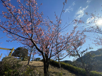 桜の季節♪
