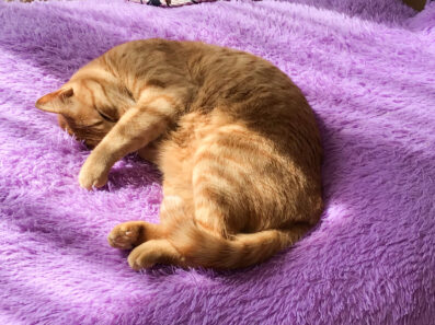 【ペット可物件取り扱いしています！】藤本家のねこ〜ぽかぽか陽気でひなたぼっこ〜