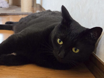 最近の我が家の猫。