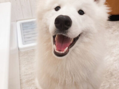 もふもふな生き物