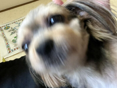犬ってかわいいですよね。
