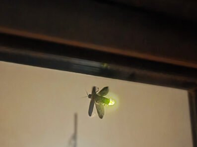 いつの風物詩？