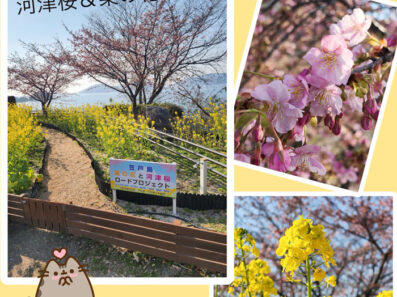 きれいな桜を見て心癒されるスタッフの日常✨