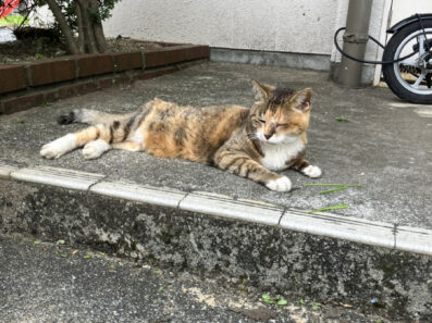 いい椅子に出会いたい……